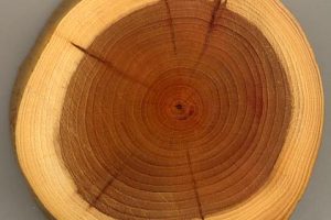 Madera de Albura: Características, Usos y Mantenimiento