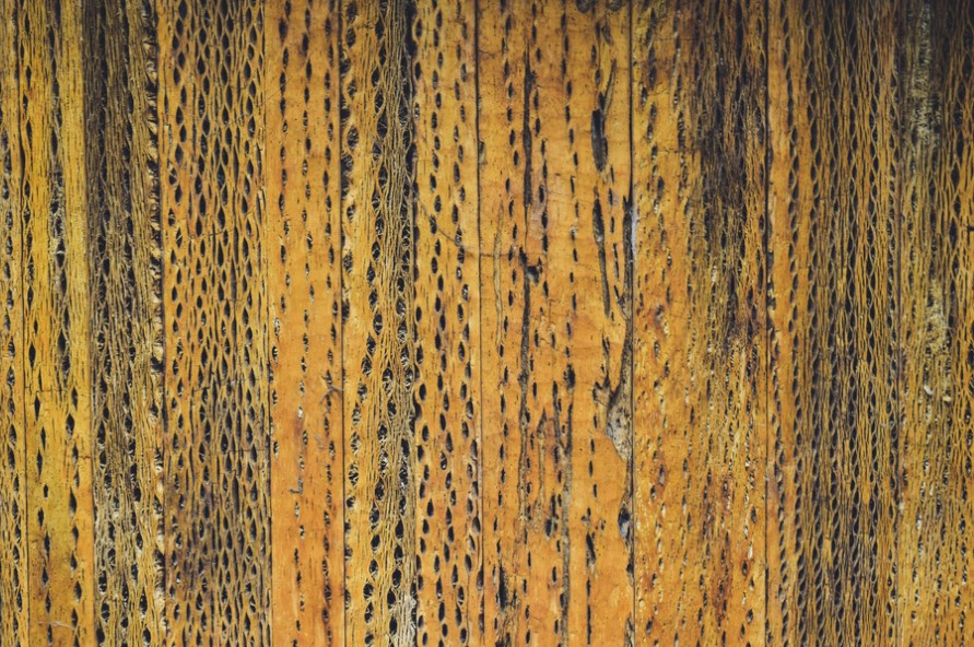 madera de cardón