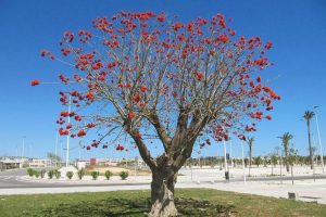 Madera de Colorin: Características, Usos y Mantenimiento