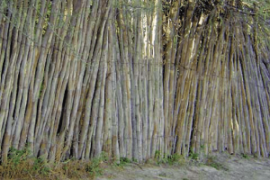 Madera de Maguey: Características, Usos y Mantenimiento